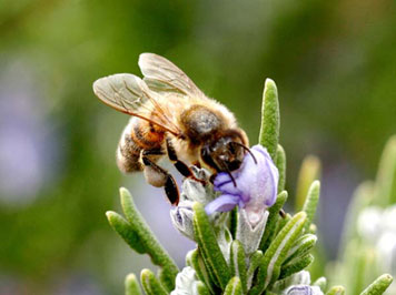 Bees (including wasps, hornets, yellow jackets, etc.) scare many people half to death but only rarely are their stings really dangerous.
